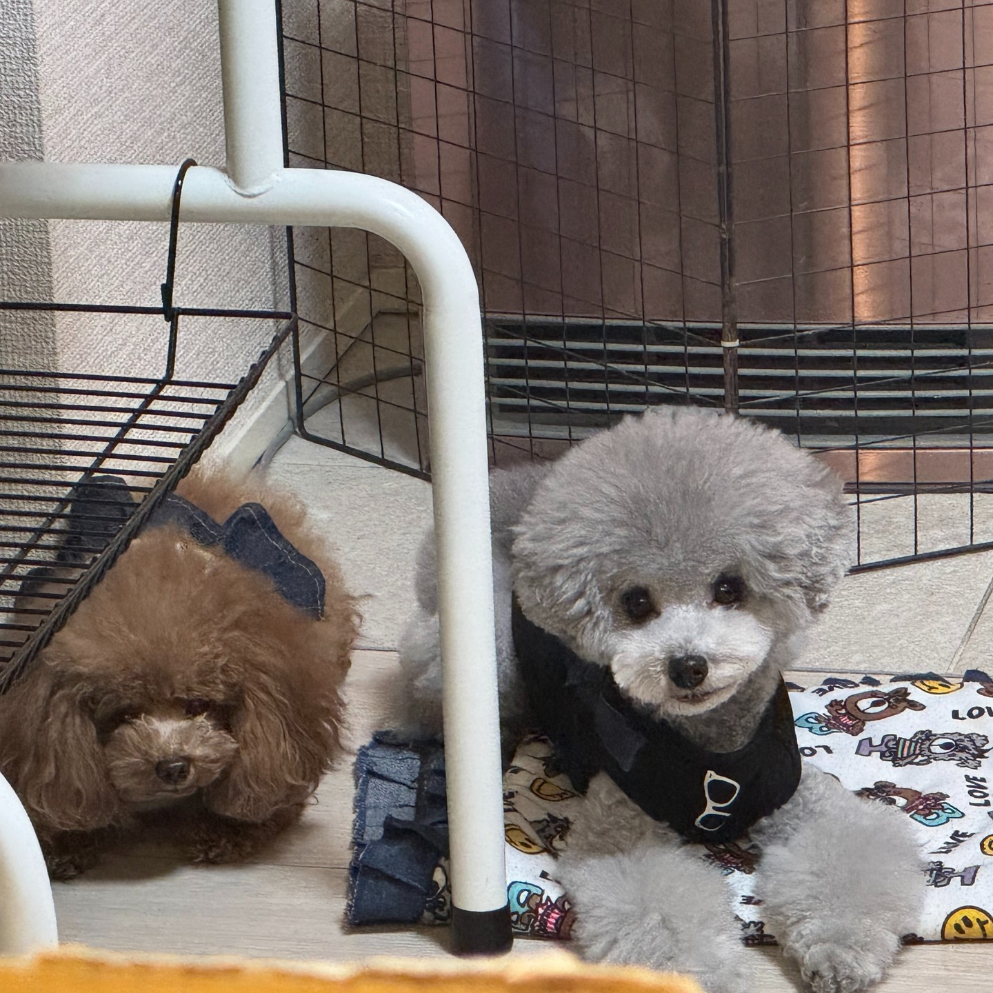 我が家の冬の風物詩といえば、やっぱりこの子たちの姿ですね🥰。