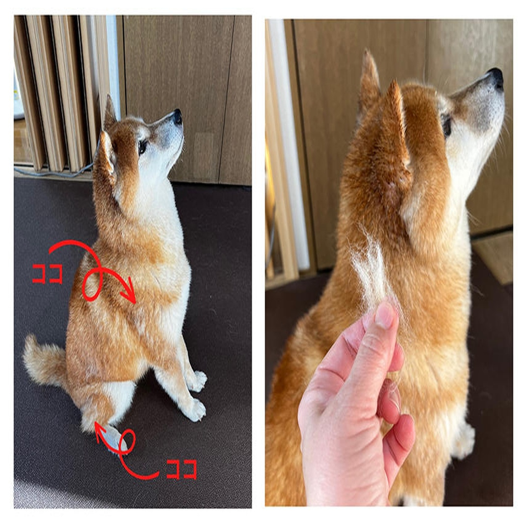 🐶🐱【季節の変わり目に増える“抜け毛”】