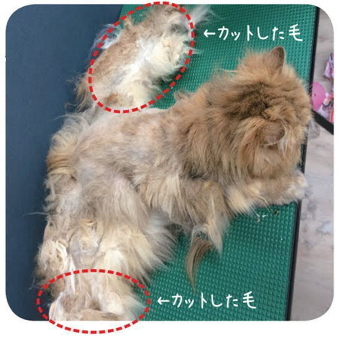 🐶🐱【季節の変わり目に増える“抜け毛”】