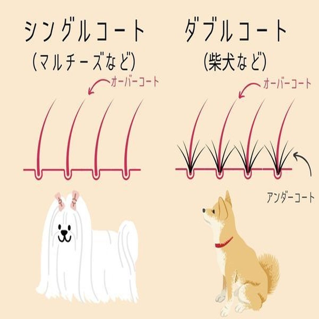🐶🐱【季節の変わり目に増える“抜け毛”】