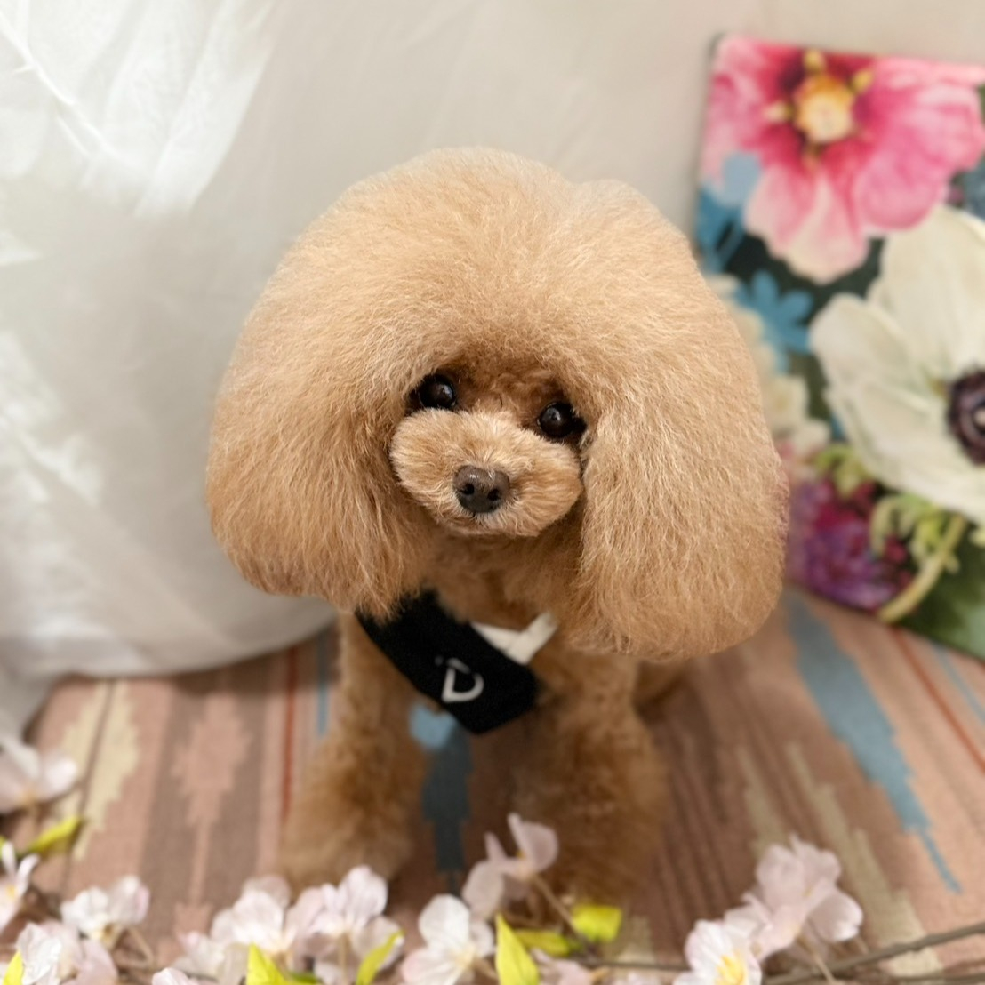 【シッターさん家のペット紹介🐾】今日は、弊社のシッターのお家...