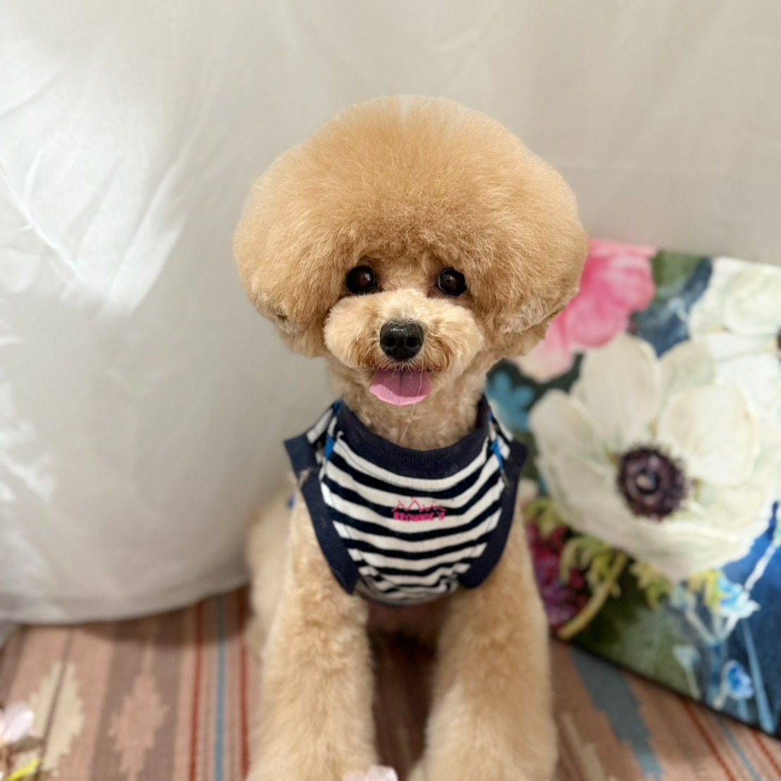 【シッターさん家のペット紹介🐾】今日は、弊社のシッターのお家...