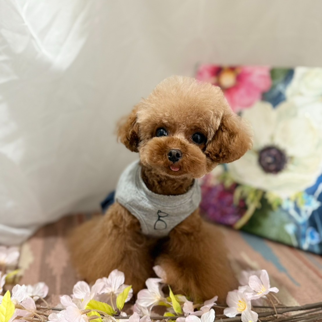 【シッターさん家のペット紹介🐾】今日は、弊社のシッターのお家...