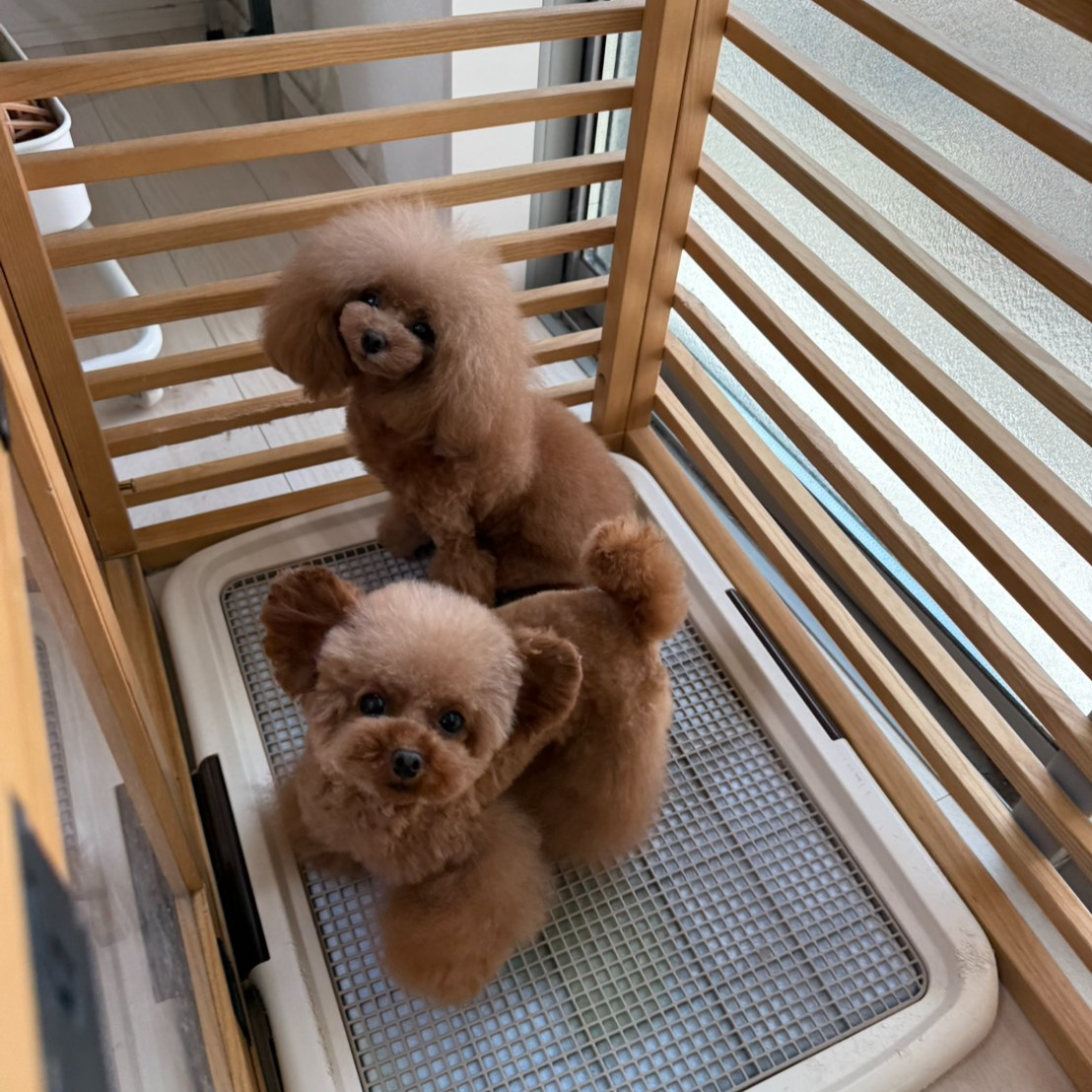 【シッターさん家のペット紹介🐾】今日は、弊社のシッターのお家...