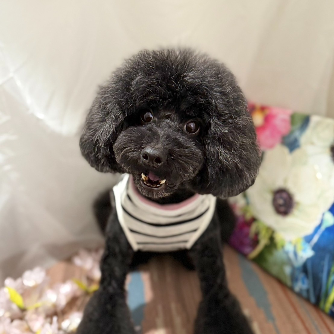 【シッターさん家のペット紹介🐾】