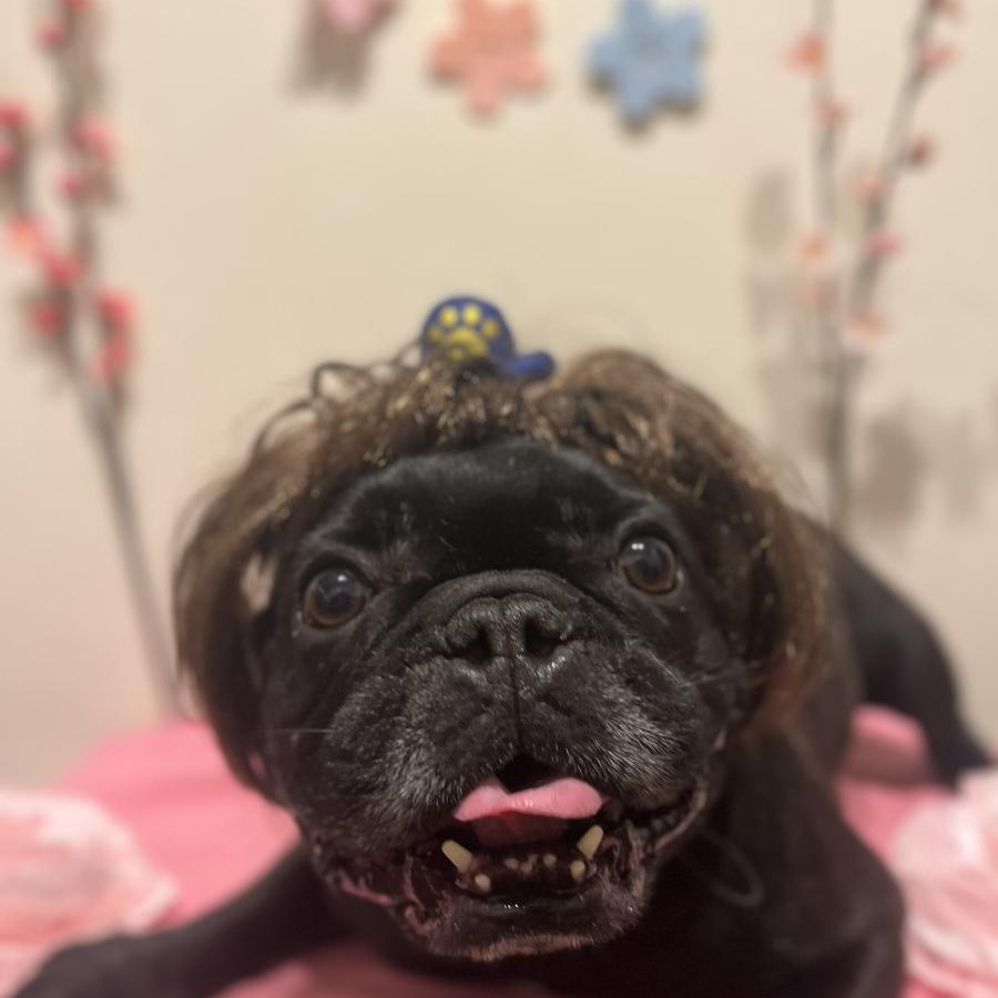 【シッターさん家のペット紹介🐾】