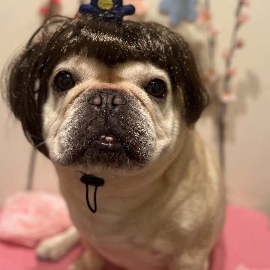 【シッターさん家のペット紹介🐾】