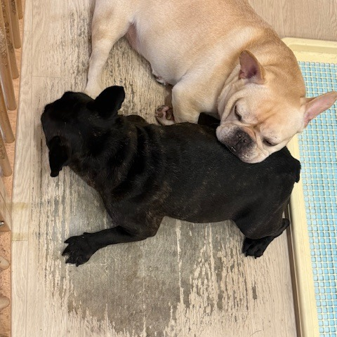 【シッターさん家のペット紹介🐾】