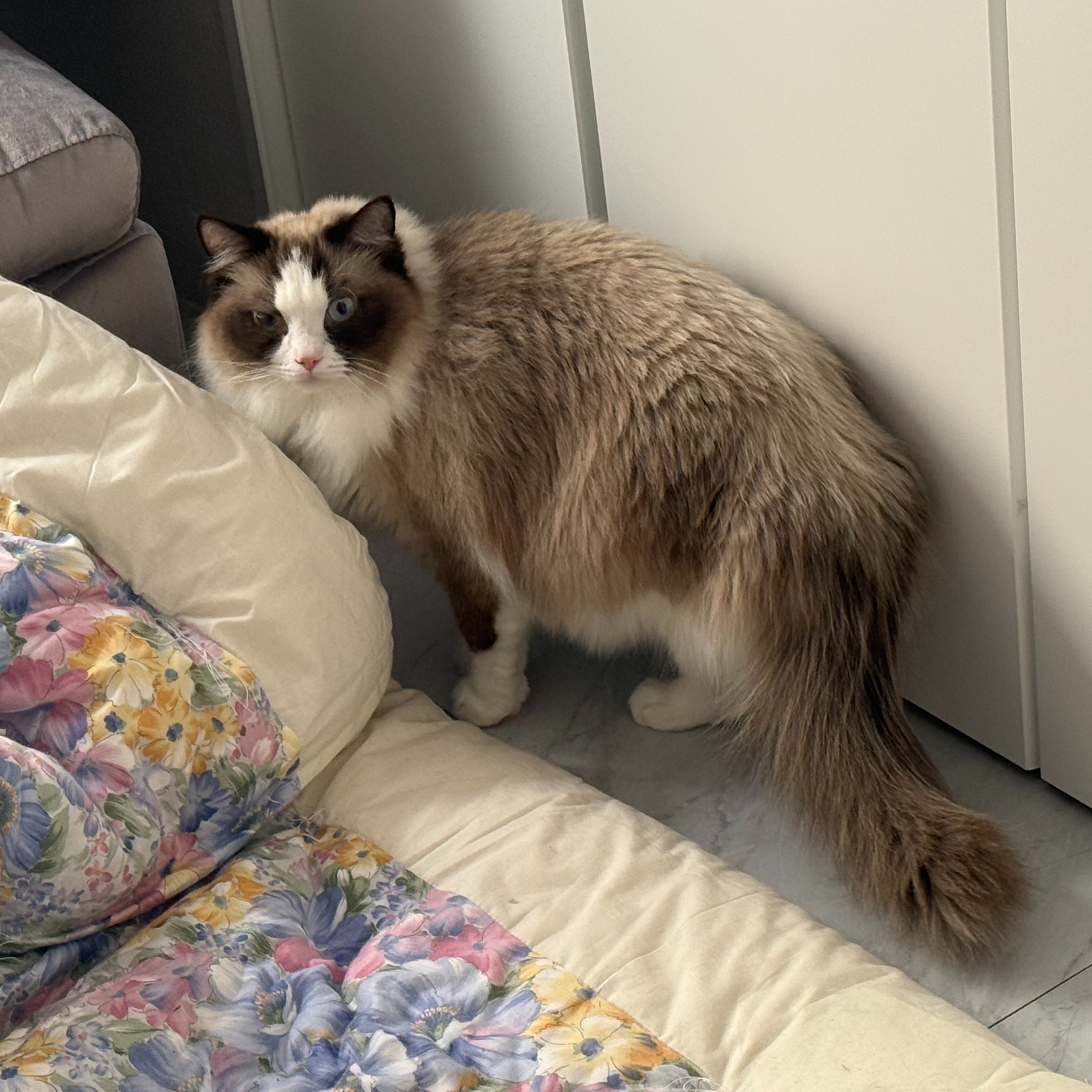 今日のスペシャルゲストは2匹の愛らしい猫ちゃんたち🐱✨