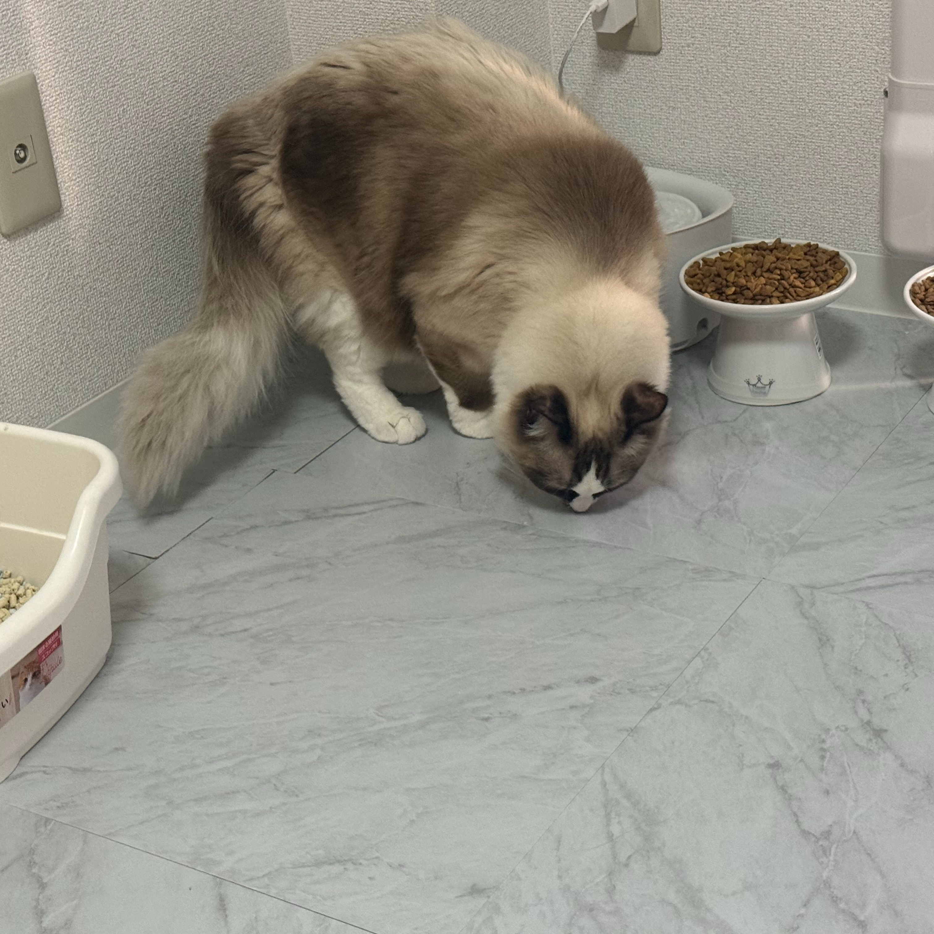 今日のスペシャルゲストは2匹の愛らしい猫ちゃんたち🐱✨