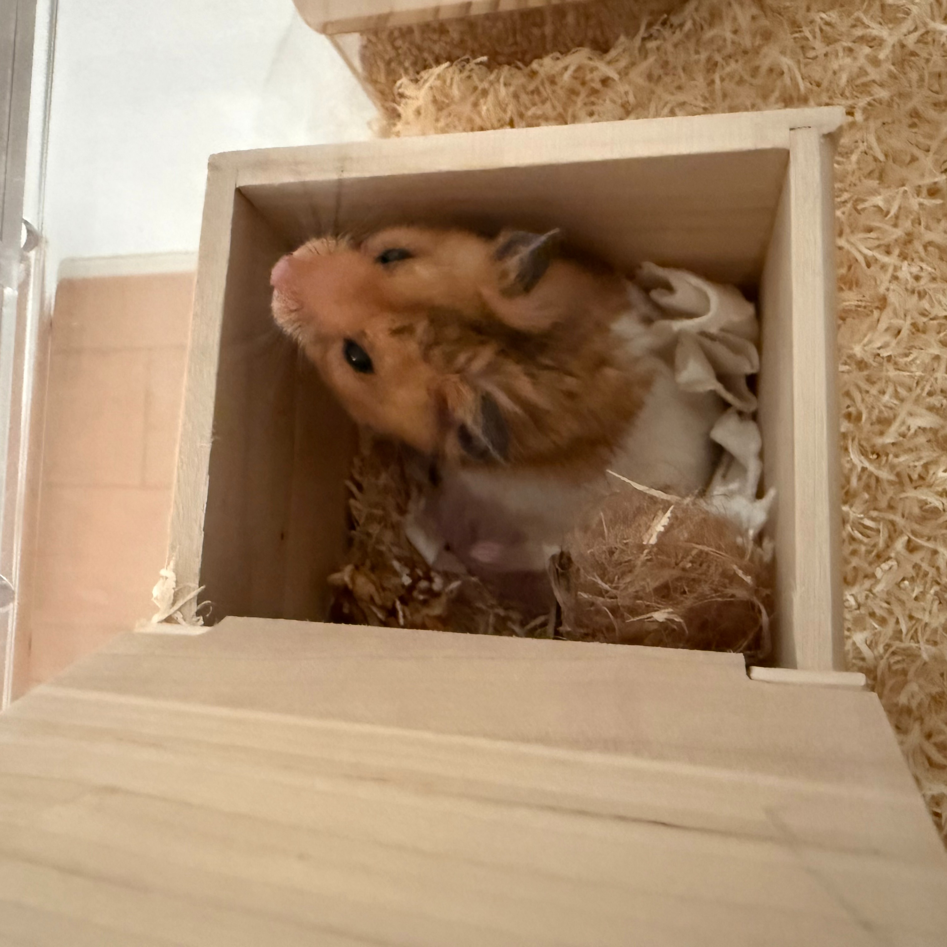 大切なハムスターのお世話を担当します🐹✨