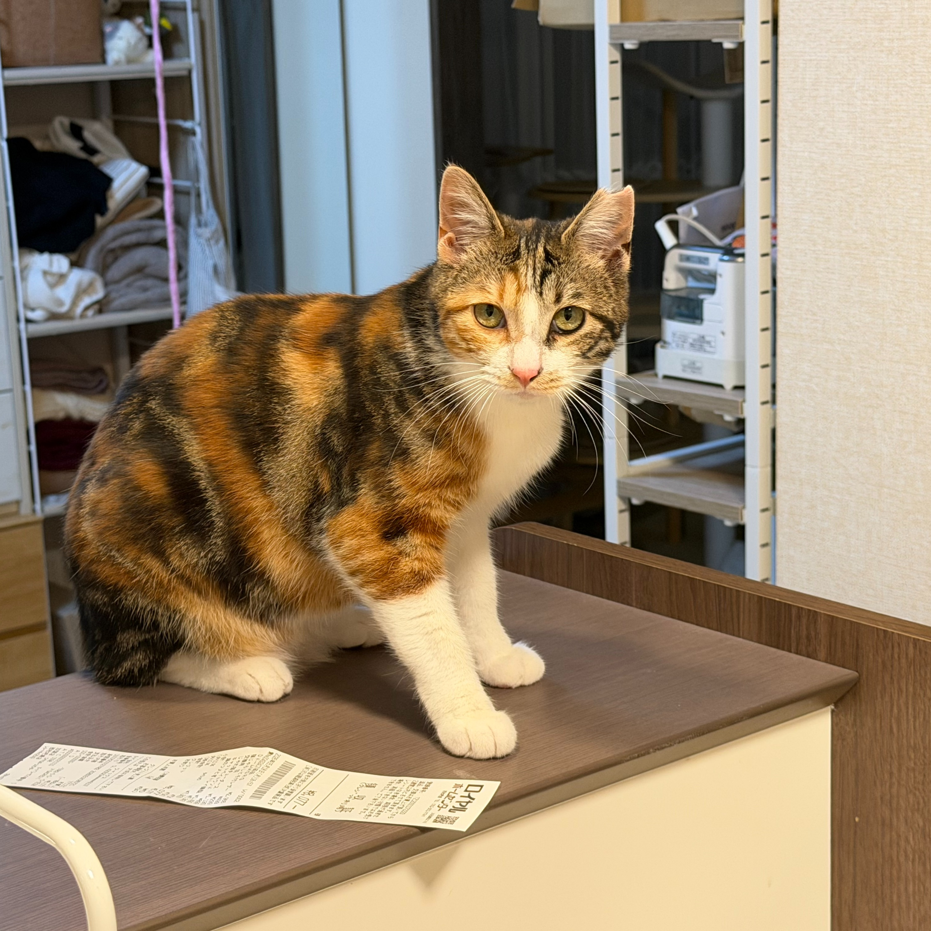かわいい3匹の猫ちゃんたちのお世話中🐱💕