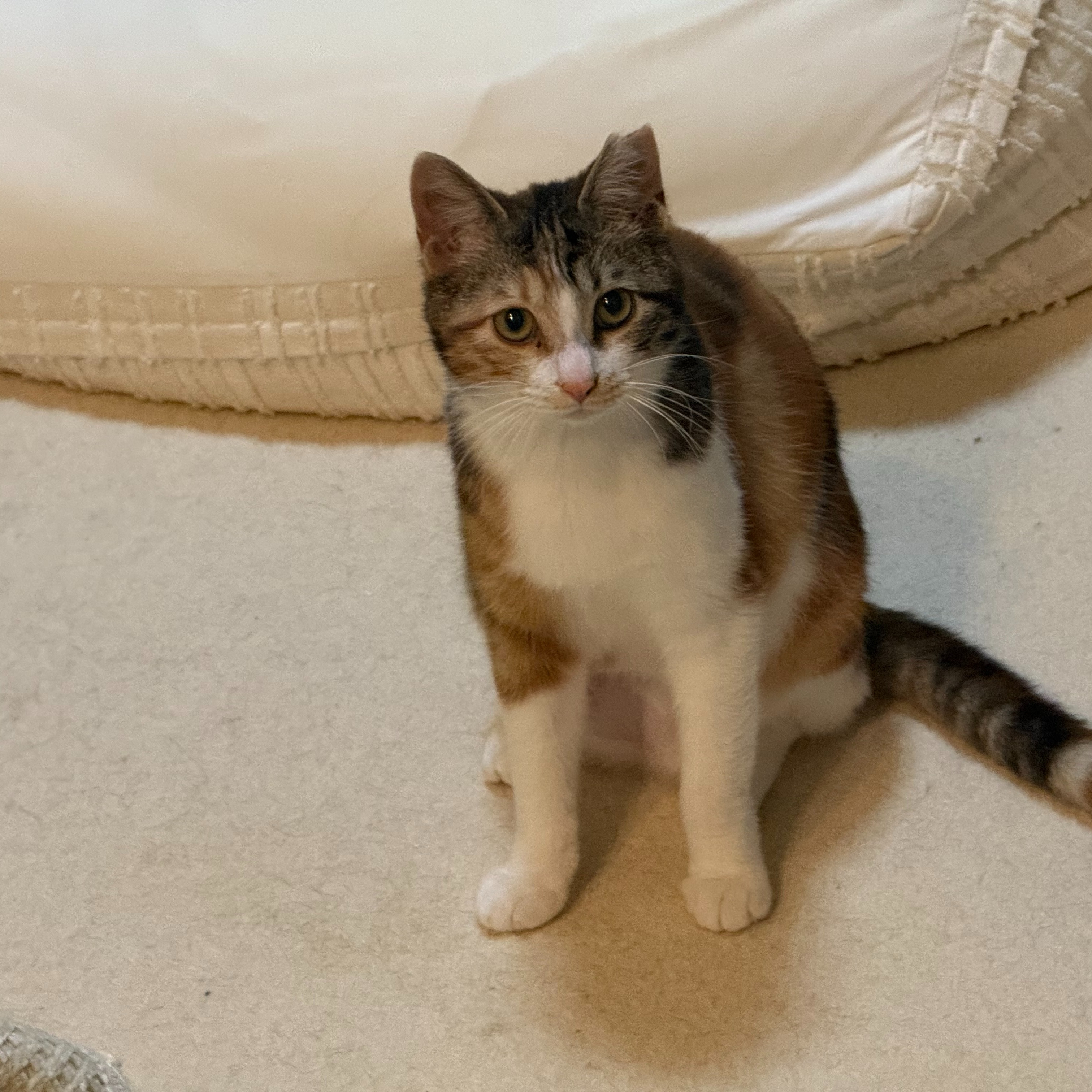 かわいい3匹の猫ちゃんたちのお世話中🐱💕