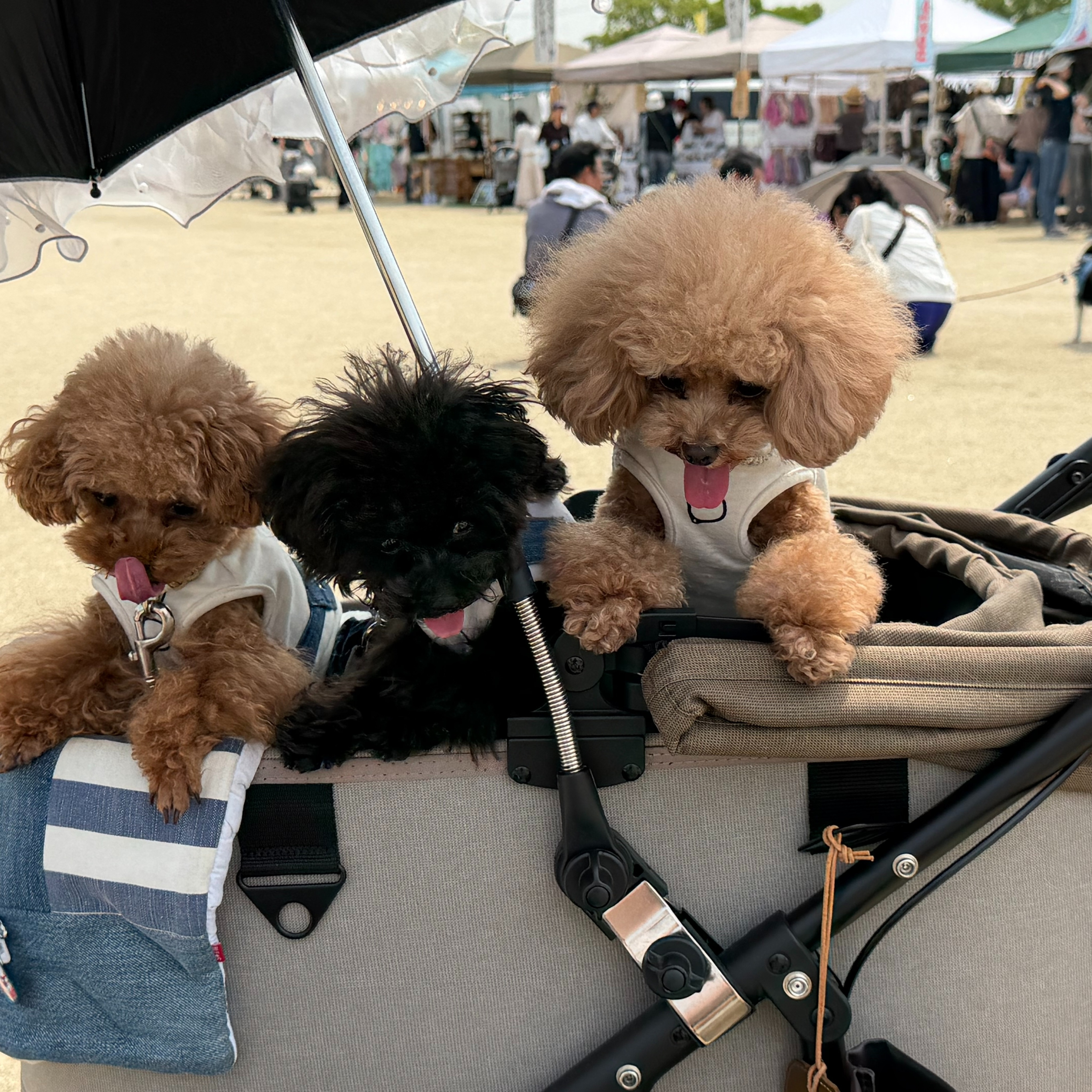 お出かけ日和に最適なイベントが開催されていました🐾✨