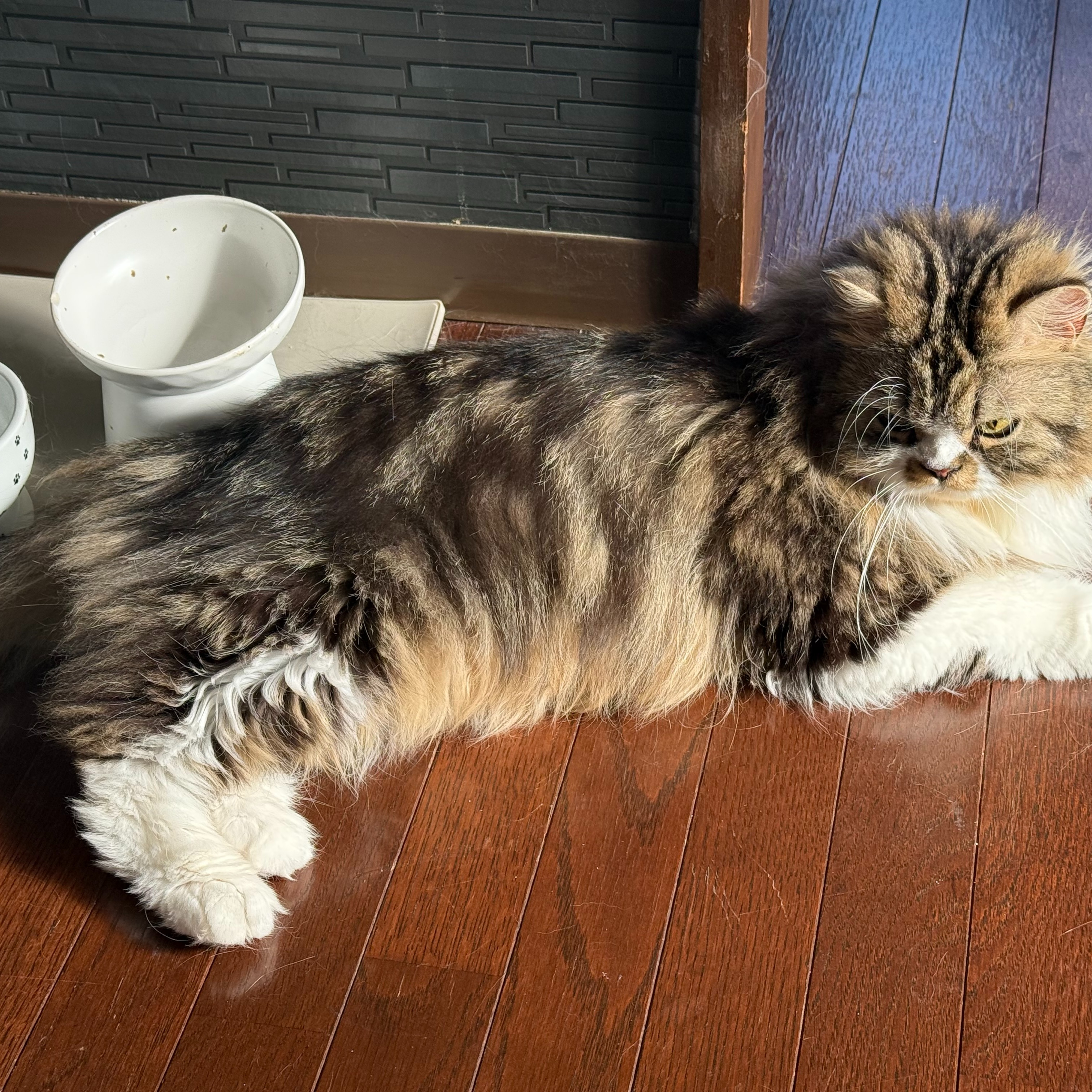 2匹の猫ちゃんとの10日間🐱✨