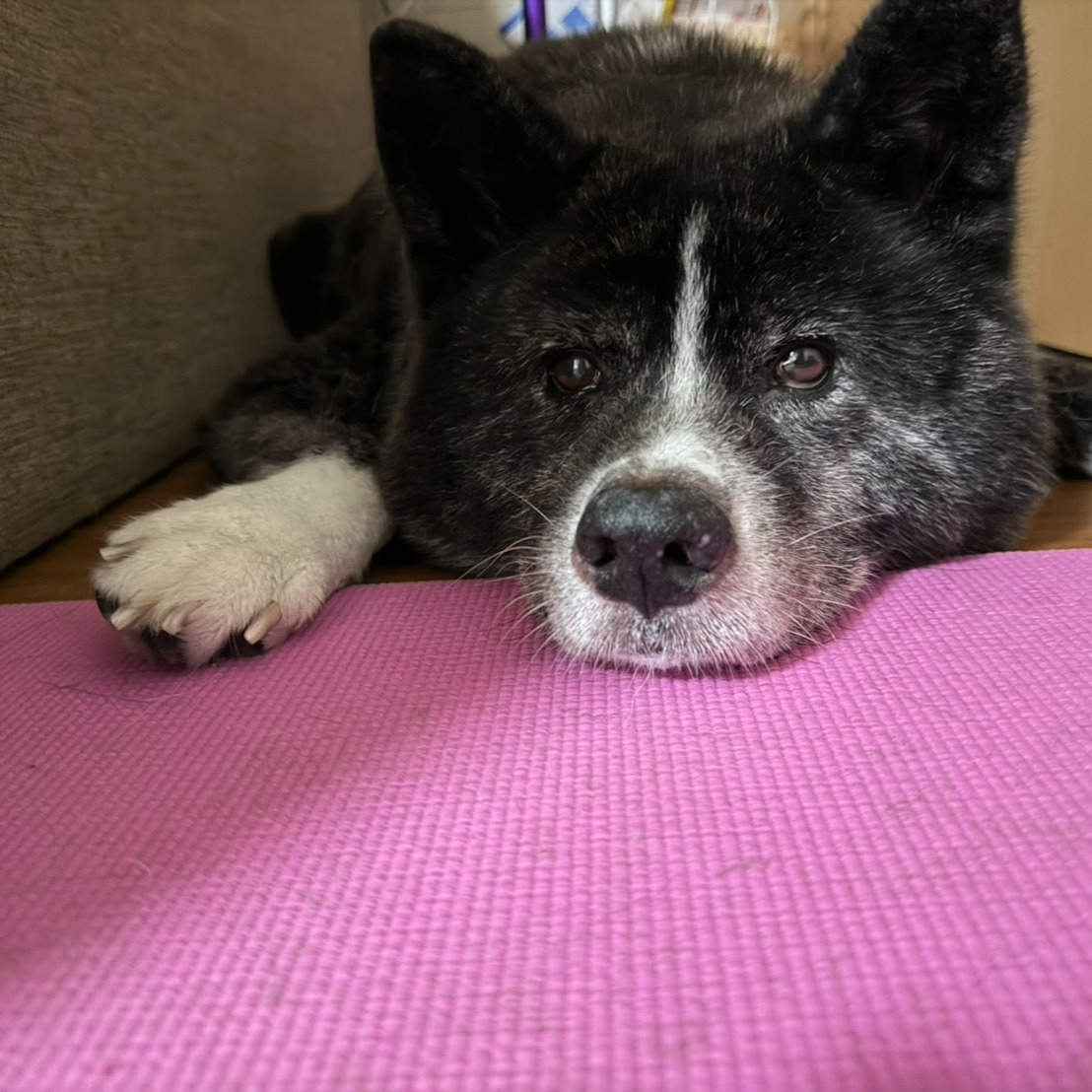 【シッター報告】秋田犬のテンちゃんは、私たちの毎月の楽しみで...