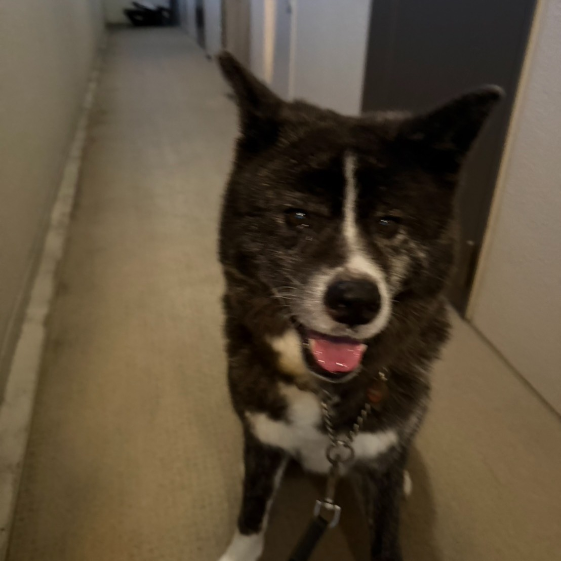 【シッター報告】秋田犬のテンちゃんは、私たちの毎月の楽しみで...