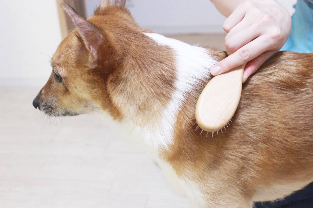 ペットホテルより安心の訪問シッター名古屋