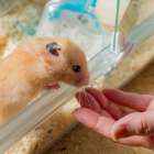 小動物