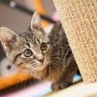 ペットシッターが教える猫の飼い方とブラッシングや爪研ぎの快適ケア術