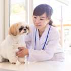 名古屋で犬種特有疾病対応ペットシッター