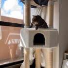 猫飼育に必要な安全対策まとめ