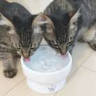 ペットシッターが教える水分補給術