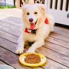 ペットシッターが教える犬猫適正エサ量