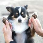 名古屋で評判のペットシッター肉球ケア
