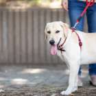 ペットシッター事前打ち合わせ重要性