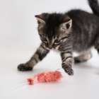 猫が夢中になる動かし方のコツ