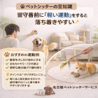 愛犬の留守番前に効果的な運動術