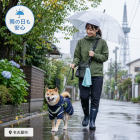 台風・長雨時のペット散歩の安全策