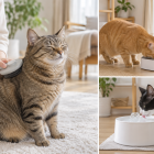 名古屋市で猫の留守番便利グッズ