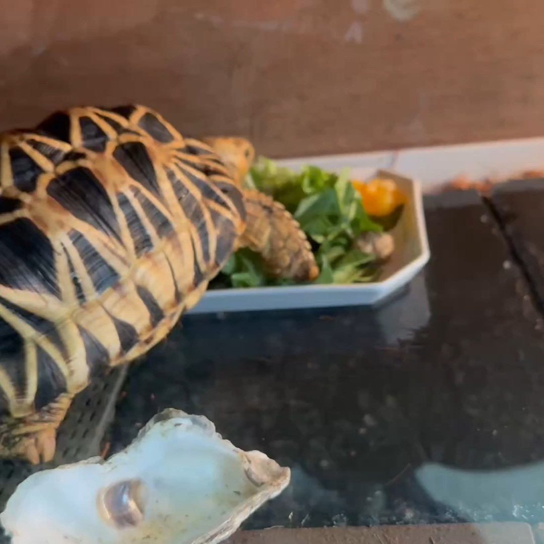 こんにちは、ペットラバーの皆さん！🐾最近、ちょっとユニークな...