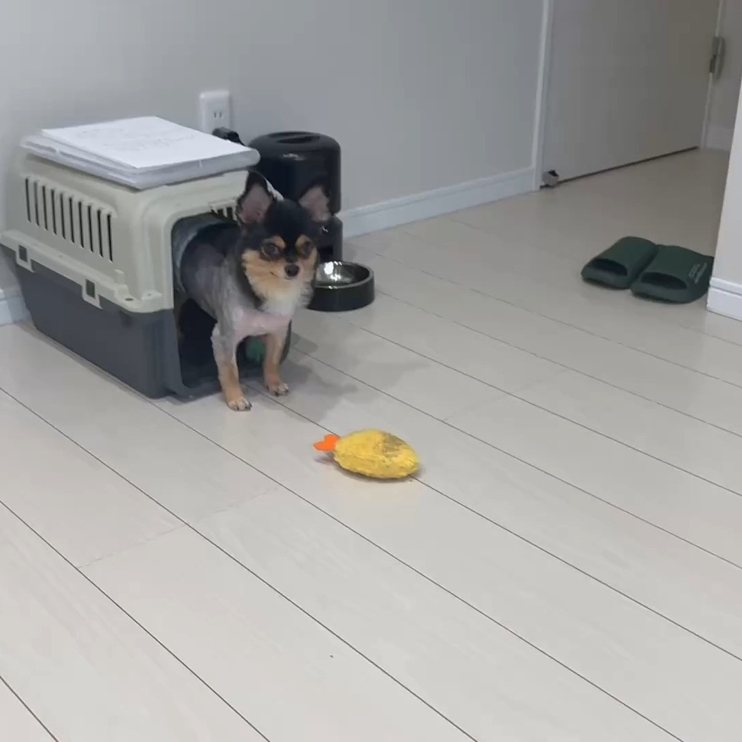 先週のお世話したワンちゃん。