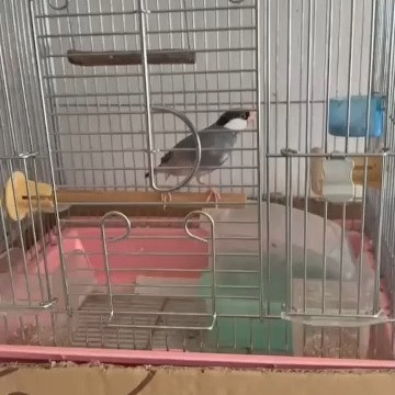 🐦✨先週のお世話レポート✨🐦