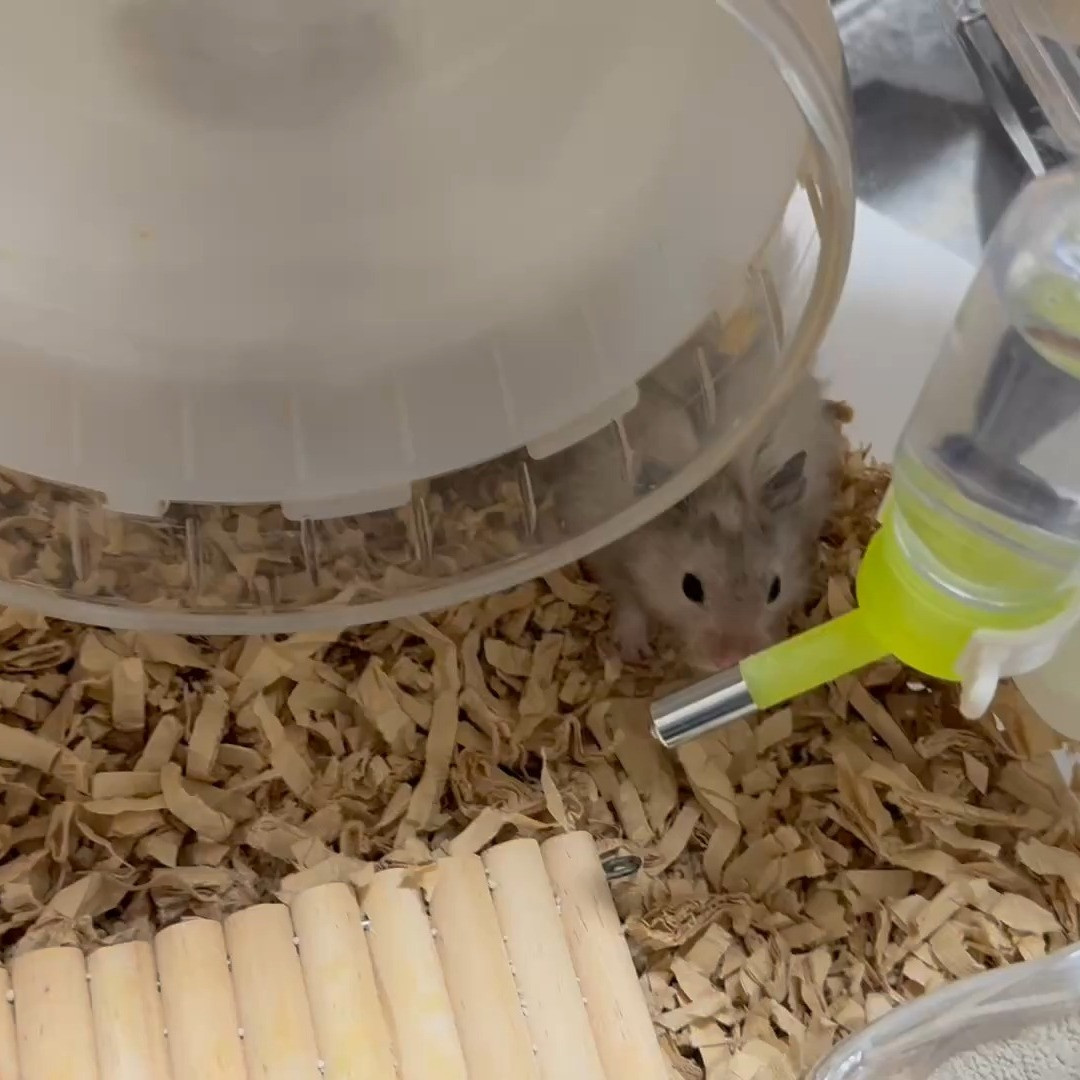 【✨新年のペットシッター体験①✨】