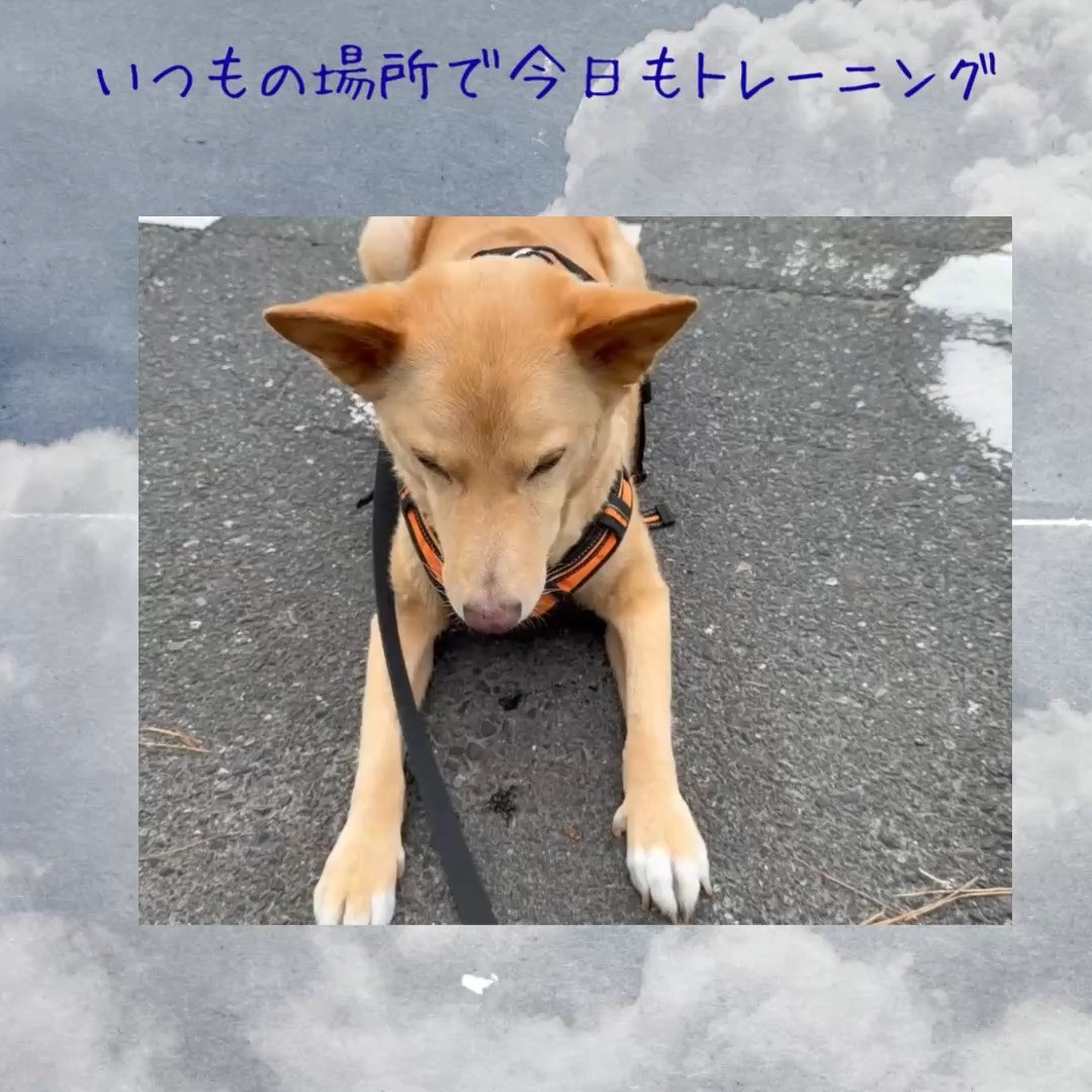 【シッター報告】