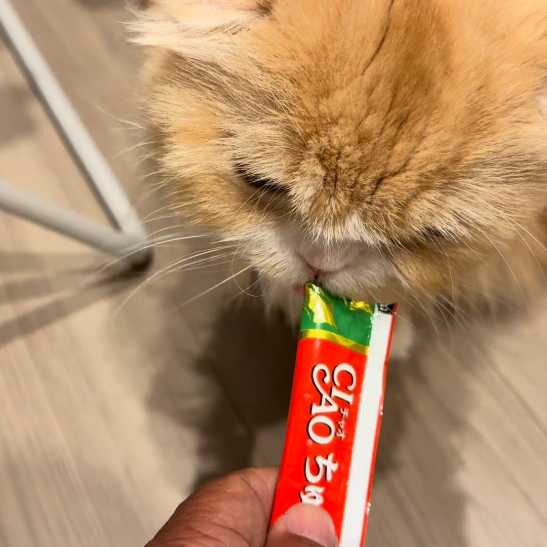 ココちゃんと過ごす時間が待ち遠しい！🐾